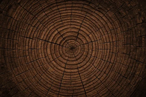 Wood texture with clear rings of the inner structure of the wood