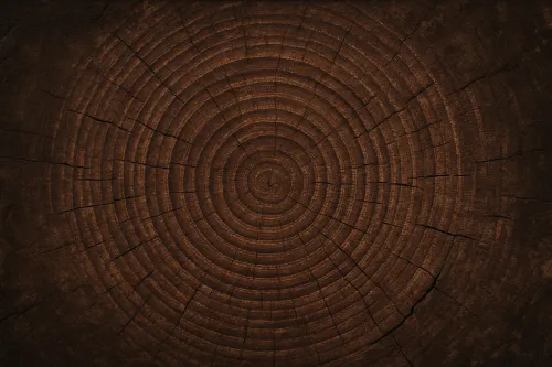 Primer plano de los anillos de madera con textura, mostrados en el fondo