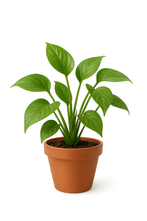 Planta de interior con grandes hojas verdes en una maceta de barro