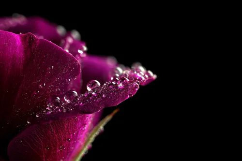 Macro photograph of a purple rose with water drops against a black background
