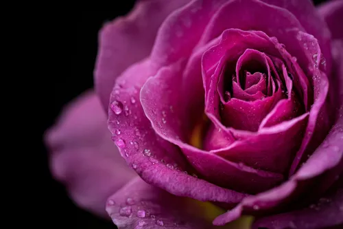 Close-up of a rose with wet petals against a black background