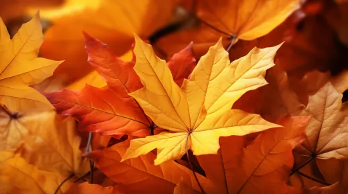 Photo of a variety of yellow and orange autumn leaves against a backdrop of other vegetation