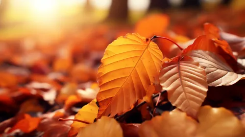 Primer plano de hojas de otoño de varios tonos en el suelo