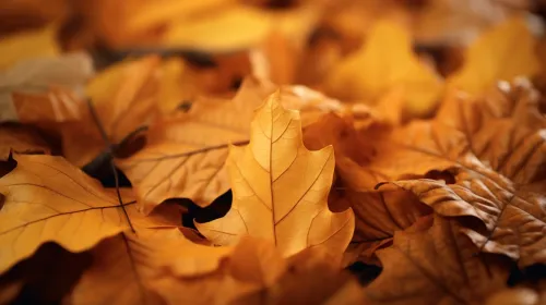 Bright yellow and orange autumn leaves against the backdrop of other leaves