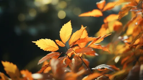 Brillantes hojas naranjas en otoño, iluminadas por el sol