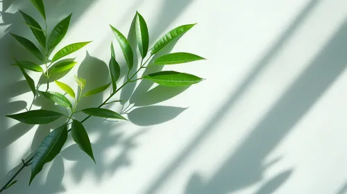 A pair of green leaves with shadows on a light surface