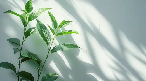Parte de una planta con grandes hojas verdes, iluminadas por los rayos del sol