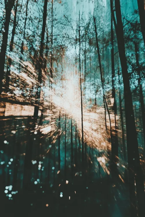 Photograph of a forest highlighted by a blur effect and bright light