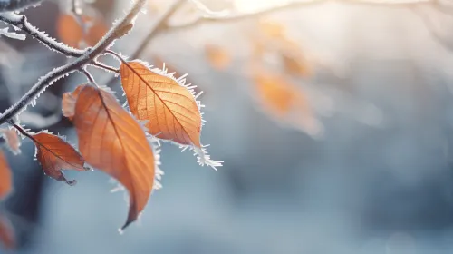 Leaves covered with frost against a winter landscape