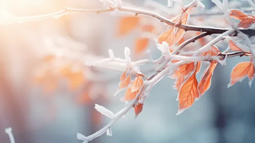 Tree leaves on a winter day, covered with frost and ice