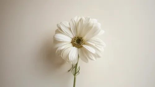 Solitary Flower Set Against a Light Neutral Background