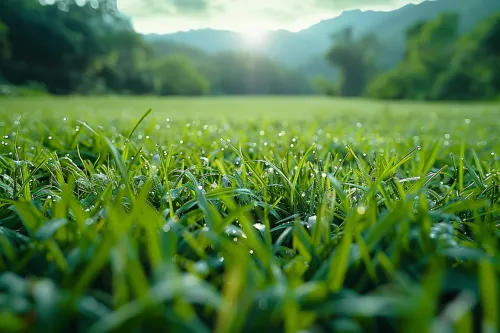 Pradera con hierba verde cubierta de rocío matutino