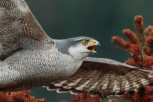 Falcon in Flight with Open Beak Against a Background of Deciduous Foliage