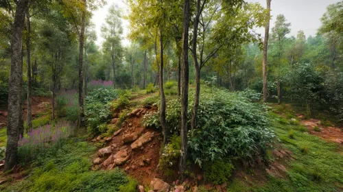Image of a forest with diverse vegetation and rocky terrain