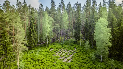 View of a forest with bright greenery and structured shrubs on the ground