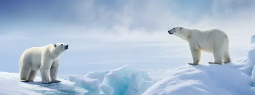 Two polar bears on ice shards in an Arctic landscape