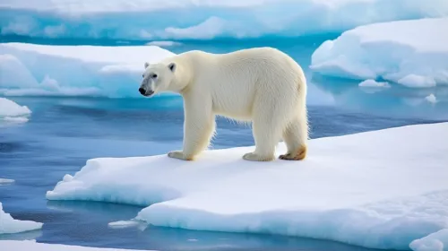 Oso polar de pie sobre hielo blanco entre aguas azules del Ártico