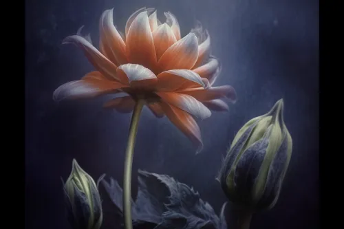 Open flower with delicate petals and buds against a dark background