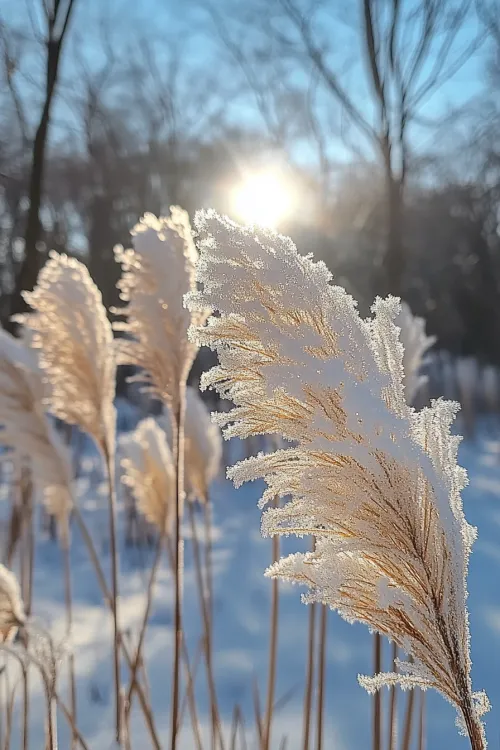 Pampas grass covered with frost against the backdrop of the winter sun