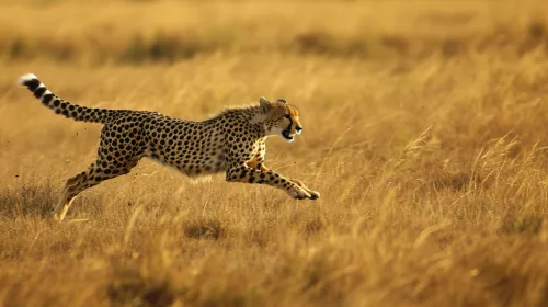 Cheetah swiftly running through the dry savannah, surrounded by golden grasses