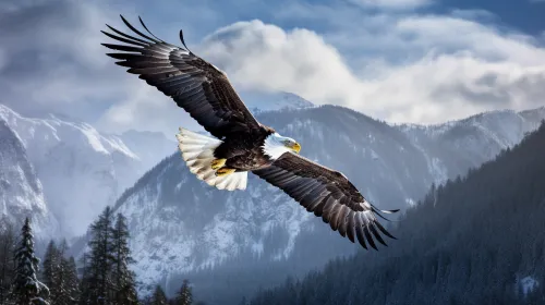 Eagle soaring over a winter landscape with outstretched wings
