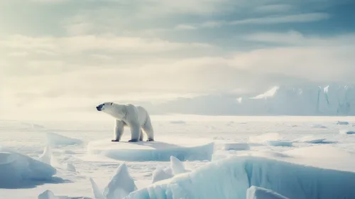 Isolated polar bear on an ice floe in a snowy Arctic setting