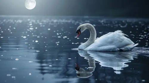 Imagen de un cisne nadando en aguas tranquilas bajo la luna