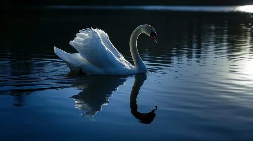 Swan swimming on a lake with its reflection in the water