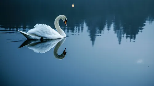 Image of a white pelican swimming on calm water with a forest backdrop