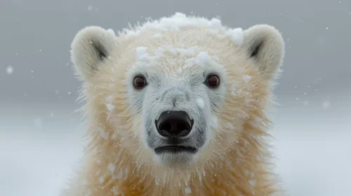 Close-up of a polar bear covered in snow