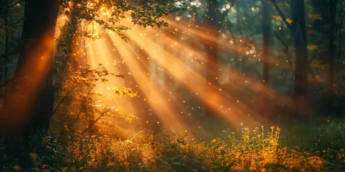 Idílico paisaje forestal con rayos de sol y destellos de luz