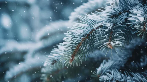 Snow-covered conifer branches against the backdrop of a winter forest