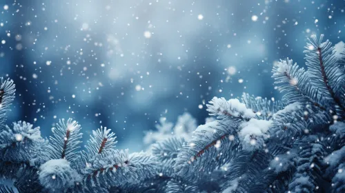 Snowfall Over Spruce Branches in a Winter Forest