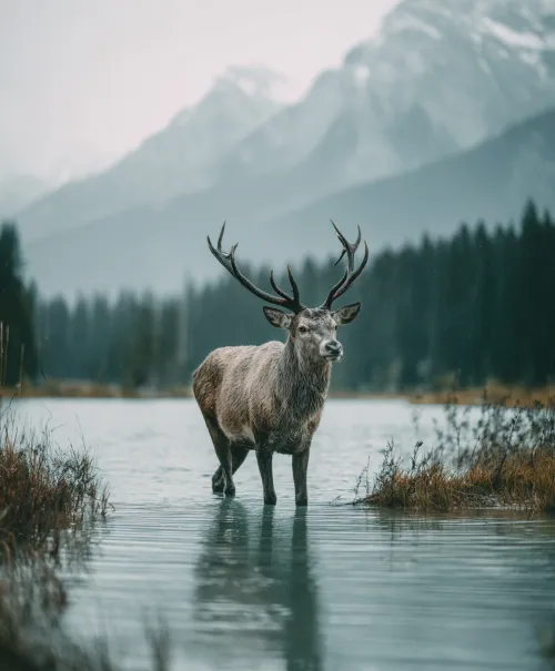 A wild deer stands in the water against a mountain landscape