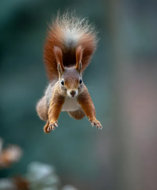 Squirrel jumping through the air with a bushy tail
