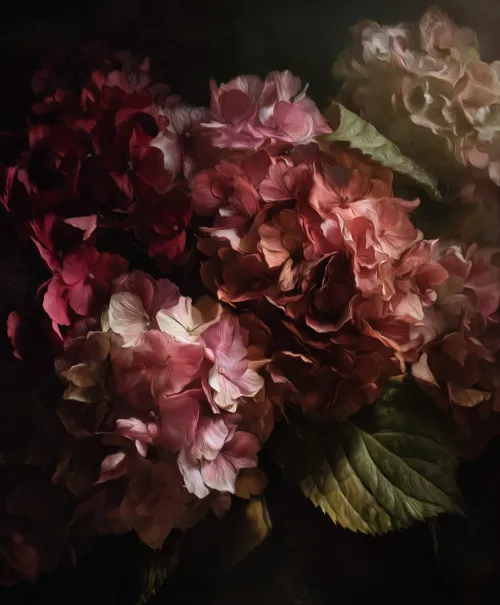 Imagen de lujosas hortensias de varios tonos sobre un fondo