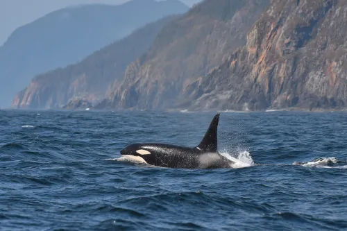 Orca nadando en el océano abierto cerca de una costa montañosa