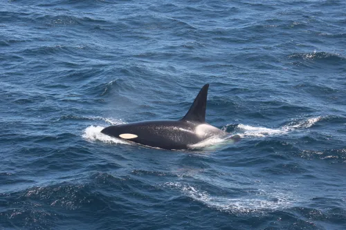 Orca sobresaliendo a la superficie del agua oceánica, con un color característico.