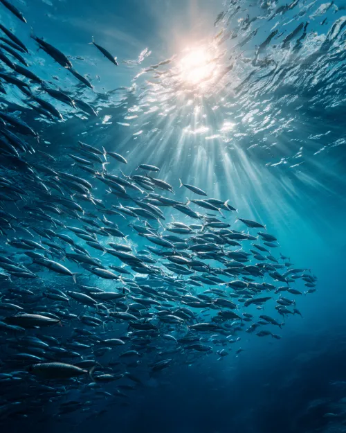 Un banco de peces nada en agua clara bajo brillantes rayos de sol