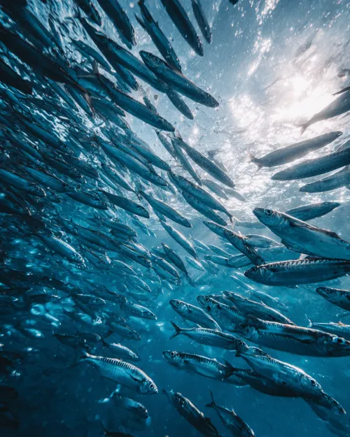 Fotografía submarina de un banco de peces nadando en aguas cristalinas