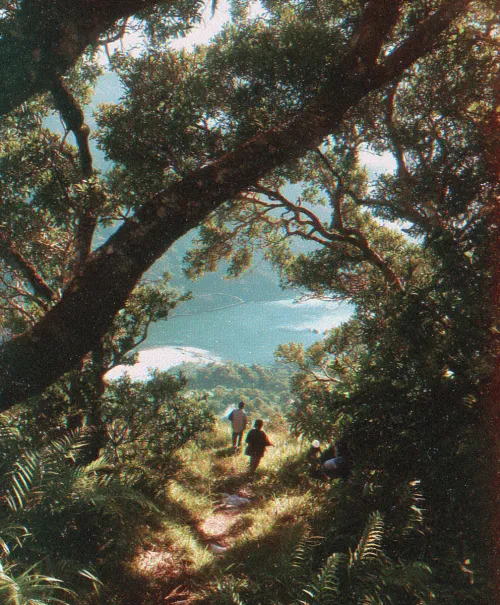 Three people walking on a forest trail towards a lake in the distance