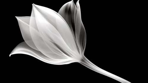 Flor semitransparente con líneas suaves y curvas sobre fondo oscuro