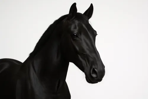 Portrait of a black horse with striking features on a neutral background