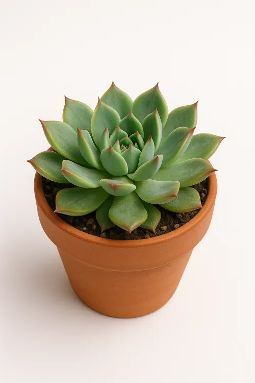 Succulent Echeveria with Green Leaves in a Terracotta Pot
