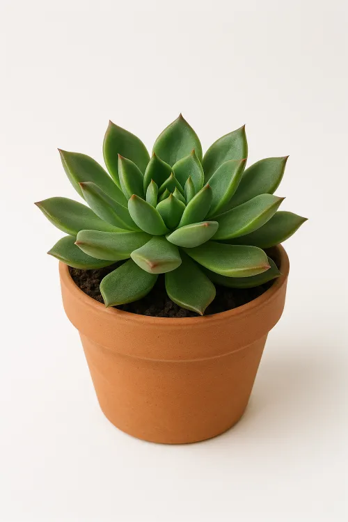 Green succulent in a simple terracotta pot with black soil
