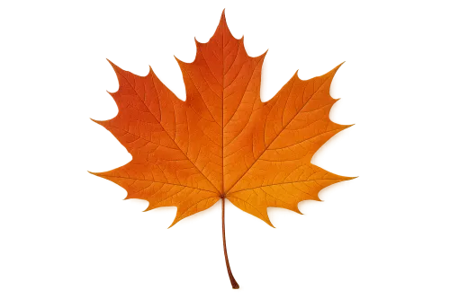 Bright autumn maple leaf with sparse veins on a dark background