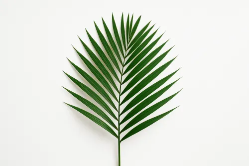 Isolated green palm leaf on a clean white background