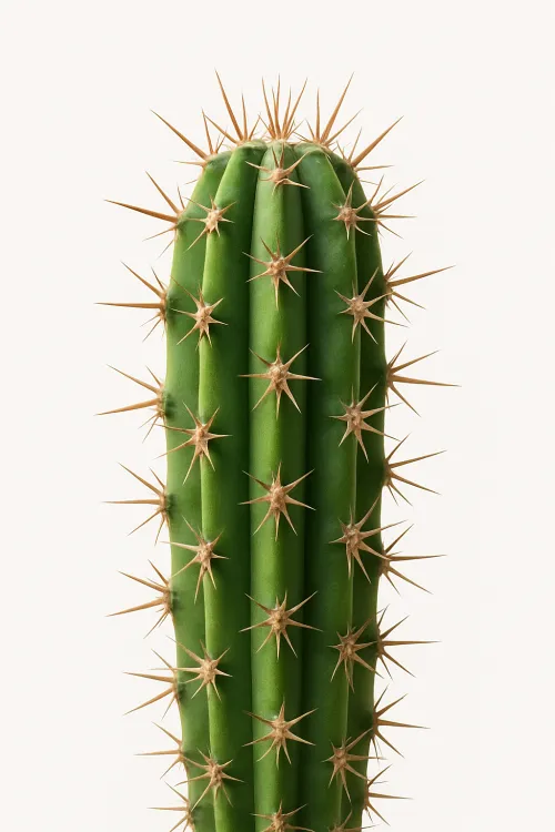 Green cactus with visible spines against a white wall