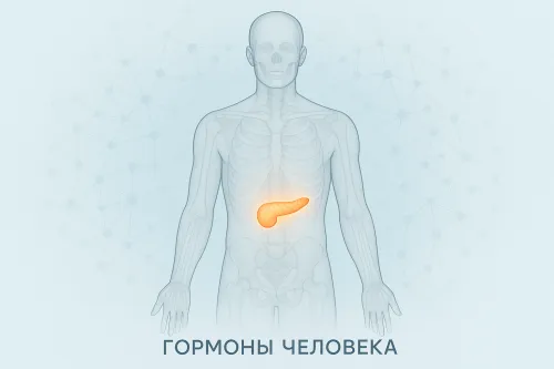 Imagen de un humano con el páncreas destacado y texto sobre hormonas