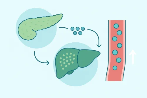 Ilustración de la interacción entre las células del páncreas y el hígado
